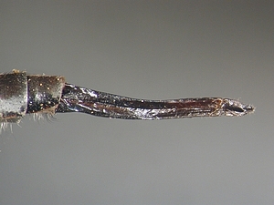 ovipositor lateral