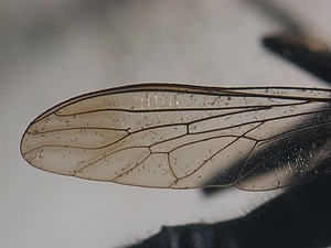 wing