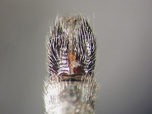 hypopygium dorsal