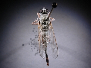 dorsal view