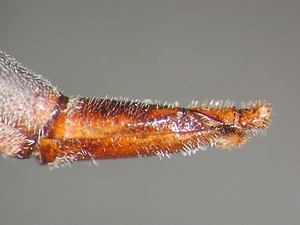 ovipositor lateral