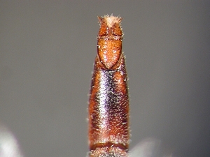 ovipositor dorsal