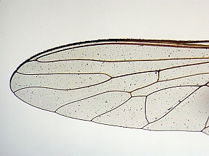 wing