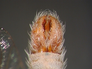 hypopygium dorsal