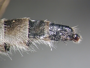 ovipositor lateral