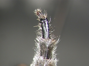 ovipositor dorsal