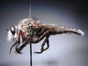 lateral view