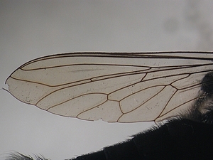 wing