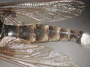 abdomen dorsal