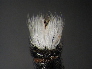 hypopygium dorsal