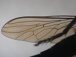 wing