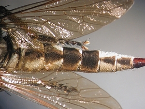 abdomen dorsal