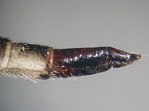 ovipositor lateral