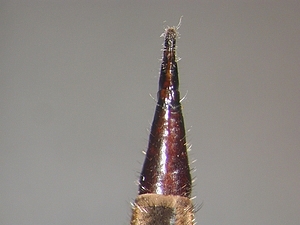 ovipositor dorsal