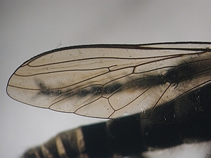 wing