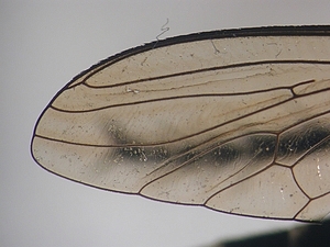 wing