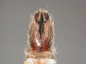 hypopygium dorsal