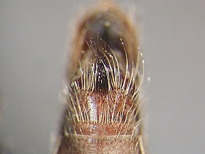 hypandrium ventral