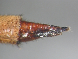 ovipositor lateral