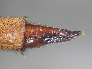 ovipositor lateral