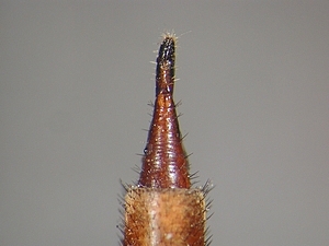 ovipositor lateral