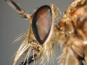 head lateral
