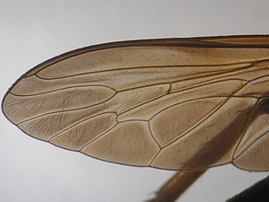 wing