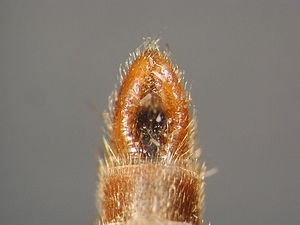 hypopygium dorsal