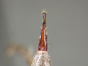 ovipositor dorsal