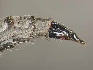 ovipositor lateral