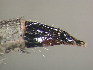 ovipositor lateral