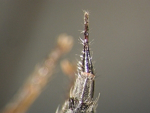 ovipositor dorsal