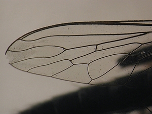 wing
