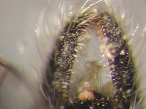 hypopygium dorsal