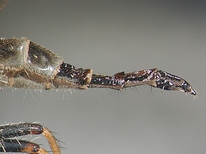 ovipositor laterall
