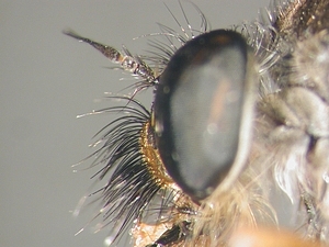 head lateral