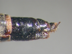 ovipositor lateral
