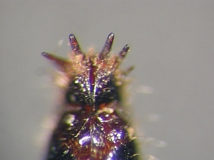 ovipositor dorsal