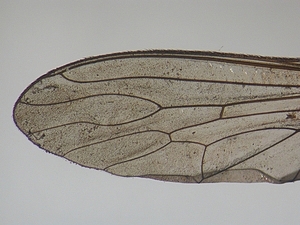 wing