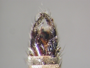 hypopygium dorsal