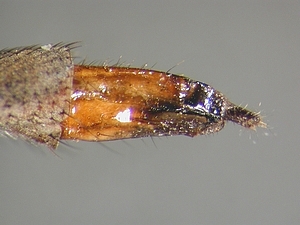 ovipositor lateral