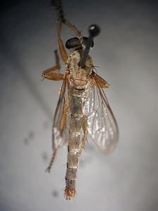 dorsal view