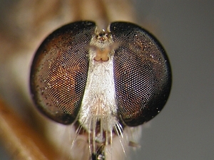 head frontal