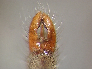 hypopygium dorsal