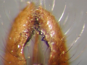 hypopygium dorsal