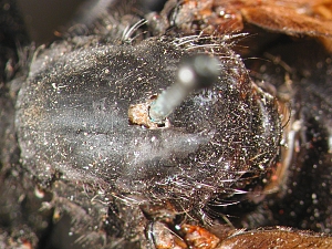 scutum dorsal