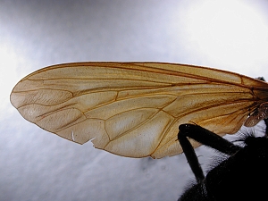 wing