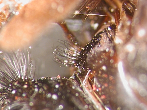 anatergite