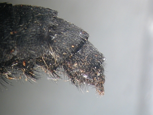 ovipositor lateral