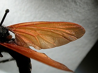 wing